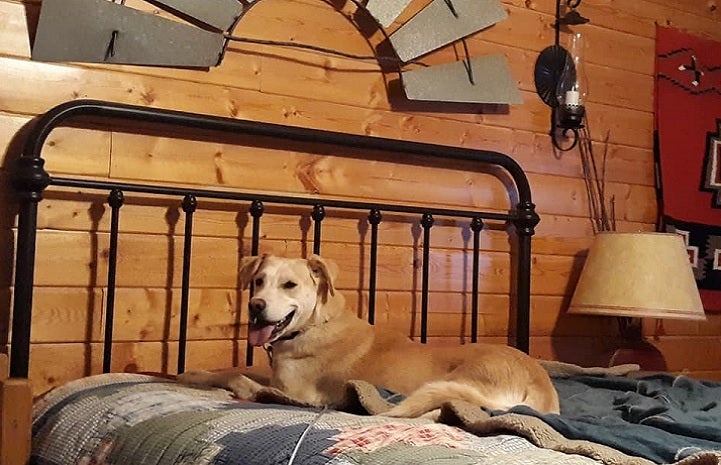 Zora the dog, happy and healthy, lounging on the bed in her new adoptive home